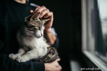 Why Cats Love Being Pet on Their Heads: The Feline Connection
