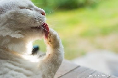 Why Cats Groom So Much: The Science Behind Their Self-Cleaning Rituals