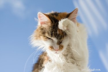 Why Cats Groom So Much: The Science Behind Their Self-Cleaning Rituals