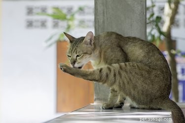 Why Cats Groom So Much: The Science Behind Their Self-Cleaning Rituals