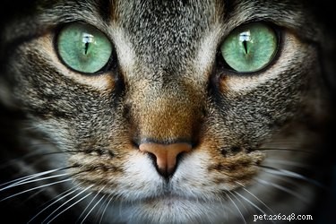 Why Does My Cat Keep Staring at the Wall? Understanding Their Curious Glance