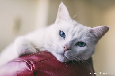 Why Does My Cat Keep Staring at the Wall? Understanding Their Curious Glance