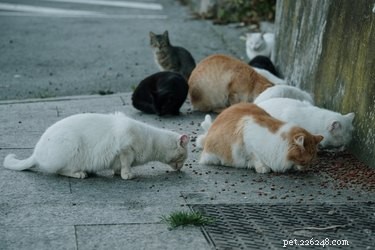 Do Cats Enjoy the Company of Other Cats? Exploring Their Social Needs