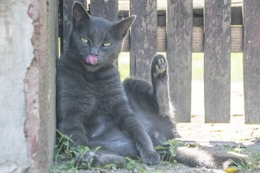 Why Do Cats Frequently Lick Their Own Rear? The Science Explained
