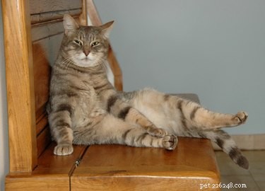 Why Do Cats Sit Like Humans? Unveiling the Curious Behavior