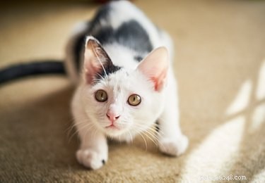 Decoding Your Cat s Sounds: What Every Meow, Purr, and Chirp Means