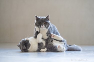 How to Handle a Cat Fight Safely and Effectively