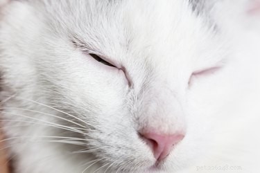 Why Does Your Cat Slow Blink? Understanding Their Loving Gesture