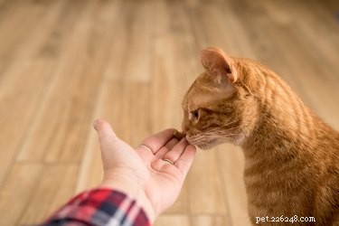 What Causes Cats to Open Their Mouth After Sniffing? Understanding the Flehmen Response