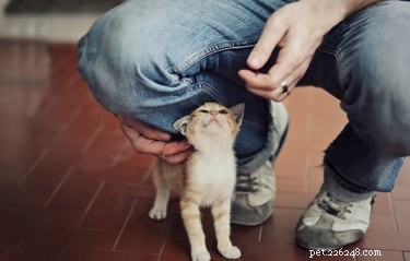 Understanding Why Cats Keep Running Underfoot