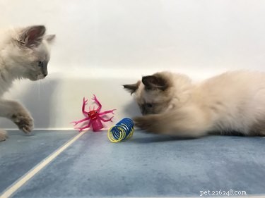 How to Tell if Your Cats Are Playful or Aggressive