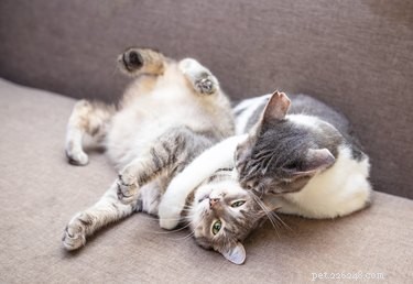 How to Tell if Your Cats Are Playful or Aggressive