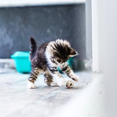 Why Do Cats Hide Toys in Their Litter Box? Understanding the Curious Habit