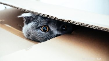 Why Do Cats Hide Toys in Their Litter Box? Understanding the Curious Habit