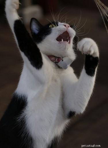 Why Does My Cat Smack Me While I Sleep? Insights into Nighttime Cat Behavior