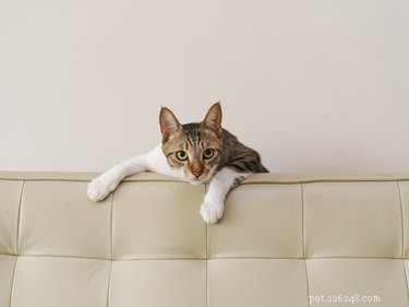 Why Does My Cat Smack Me While I Sleep? Insights into Nighttime Cat Behavior