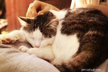 Why Does My Cat Smack Me While I Sleep? Insights into Nighttime Cat Behavior