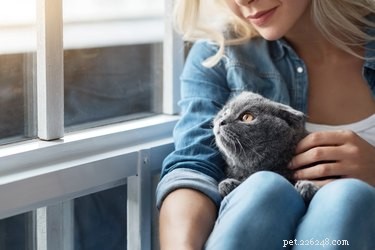 Why Do Cats Sniff Human Armpits? Explained