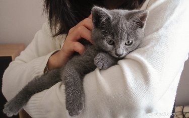 Why Do Cats Sniff Human Armpits? Explained