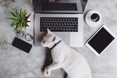 Why Cats Prefer Warm Surfaces for Sleeping: The Science Behind Their Cozy Choices