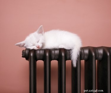 Why Cats Prefer Warm Surfaces for Sleeping: The Science Behind Their Cozy Choices