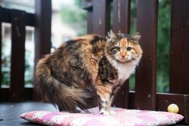 Why Do Cats Sniff Each Other’s Rear Ends? The Science Behind Their Behavior