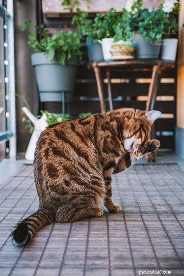 Why Do Cats Bite Then Lick? Understanding Their Playful Behavior