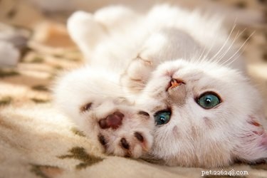 Why Do Cats Bite Then Lick? Understanding Their Playful Behavior