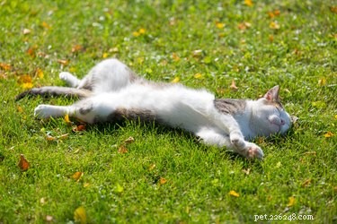 Do Cats Enjoy Belly Rubs? Expert Insights on Feline Body Language