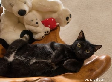 Do Cats Enjoy Belly Rubs? Expert Insights on Feline Body Language