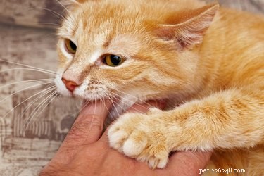 Understanding Why Cats Chew on Your Hands – Causes, Solutions, and Prevention