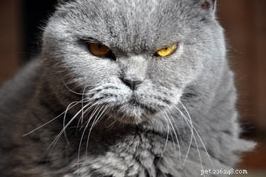 Understanding Why Cats Fight: Causes, Warning Signs, and Prevention Tips
