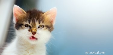 Understanding Why Cats Fight: Causes, Warning Signs, and Prevention Tips