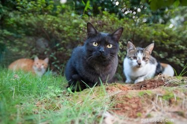 Understanding Why Cats Fight: Causes, Warning Signs, and Prevention Tips
