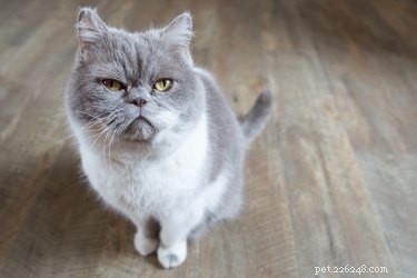 Understanding Why Cats Fight: Causes, Warning Signs, and Prevention Tips