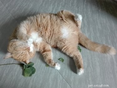 Understanding Catnip: Its Effects, Uses, and Benefits for Cats
