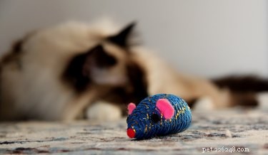 Understanding Catnip: Its Effects, Uses, and Benefits for Cats