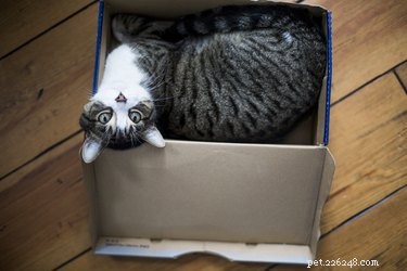 Why Cats Love Small Spaces: The Science Explained