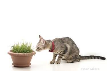 Why Cats Are Inherently Curious: Exploring Their Natural Instincts