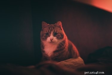 Why Cats Are Inherently Curious: Exploring Their Natural Instincts