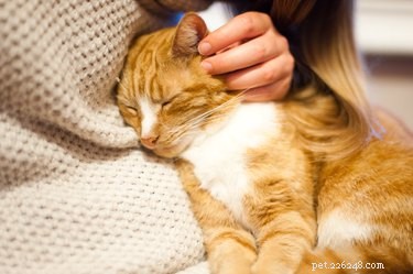 Why Cats Are Inherently Curious: Exploring Their Natural Instincts