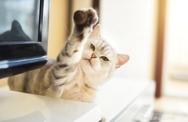 The Best Toys to Keep Your Cat Active and Content
