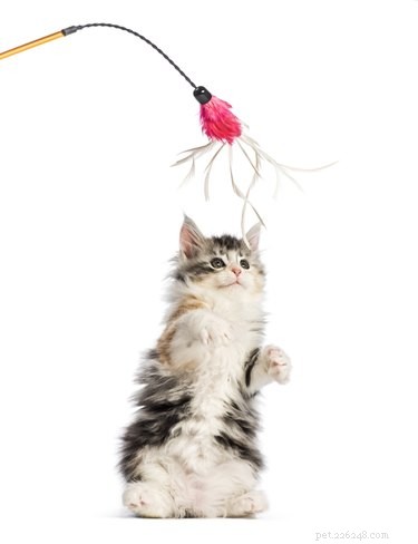 The Best Toys to Keep Your Cat Active and Content