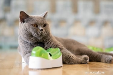 The Best Toys to Keep Your Cat Active and Content