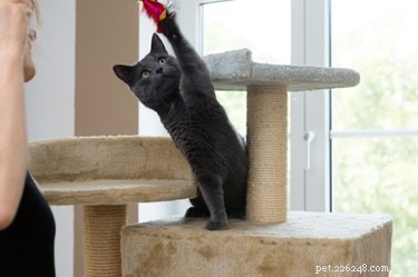 The Best Toys to Keep Your Cat Active and Content