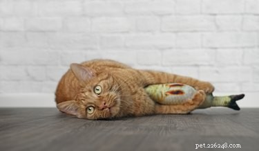 The Best Toys to Keep Your Cat Active and Content