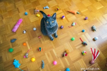 The Best Toys to Keep Your Cat Active and Content