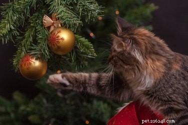 Why Cats Attack Christmas Trees: Causes and Prevention