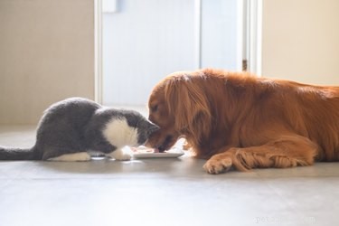 Why Does My Cat Eat My Dog’s Food? Insights into Behavior and Safety