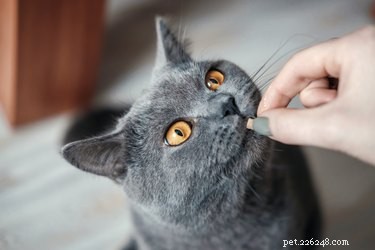 Why Does My Cat Eat My Dog’s Food? Insights into Behavior and Safety